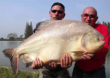 1459_Fishing Adventures Thailand_Pirapitinga_Piaractus brachypomus.jpg